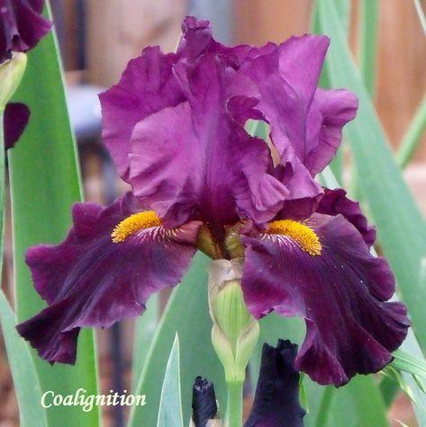 Photo of Tall Bearded Iris (Iris 'Coalignition') uploaded by Ladylovingdove