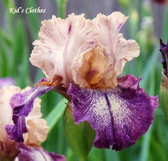 Photo of Tall Bearded Iris (Iris 'Kid's Clothes') uploaded by Ladylovingdove