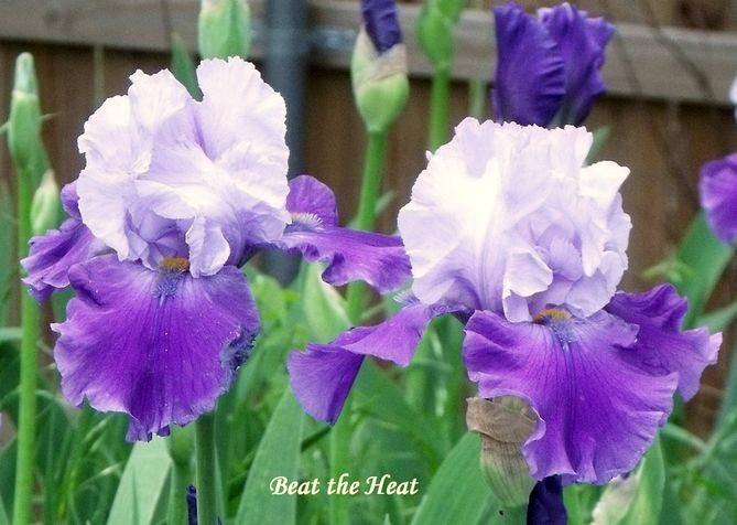 Photo of Tall Bearded Iris (Iris 'Beat the Heat') uploaded by Ladylovingdove