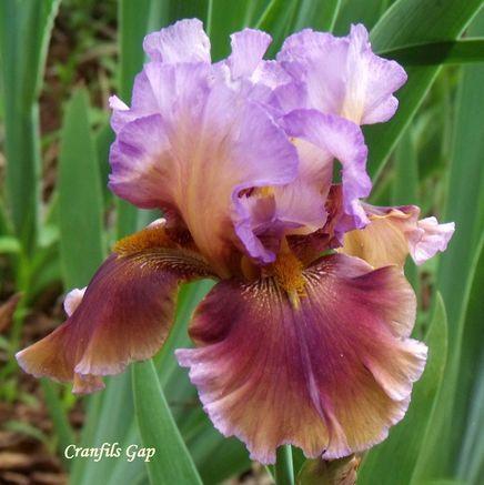 Photo of Tall Bearded Iris (Iris 'Cranfil's Gap') uploaded by Ladylovingdove