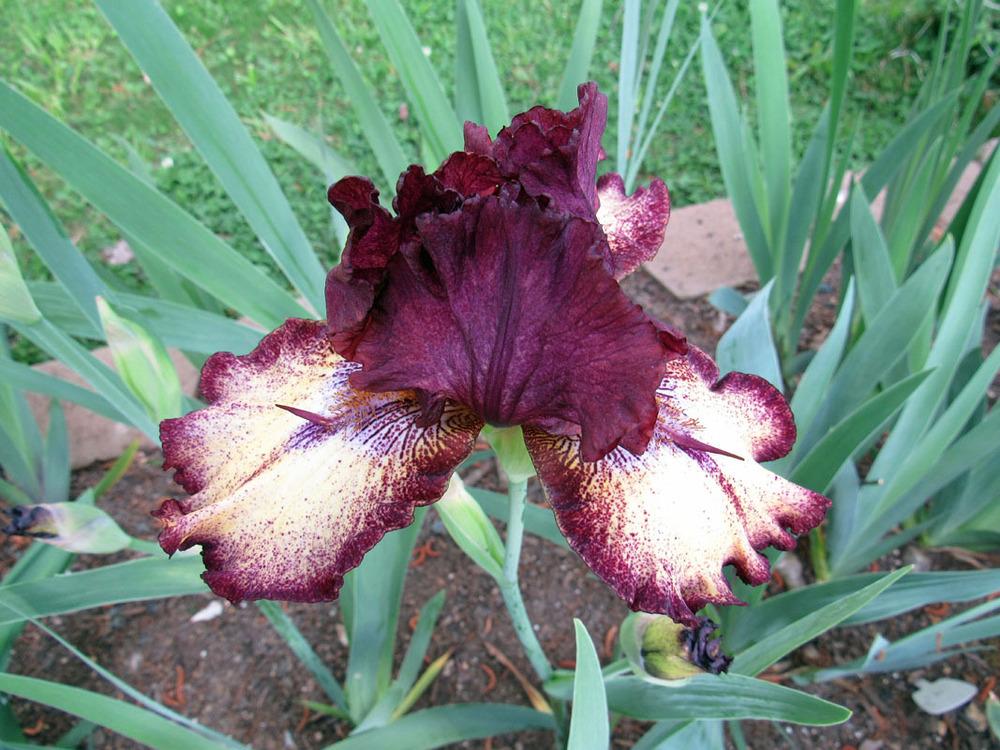 Photo of Tall Bearded Iris (Iris 'Dragon Flight') uploaded by Lestv