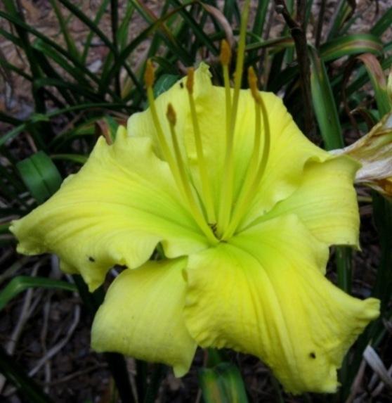 Photo of Daylily (Hemerocallis 'Planet Claire') uploaded by Sscape