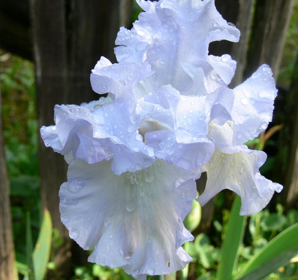 Photo of Tall Bearded Iris (Iris 'Absolute Treasure') uploaded by janwax