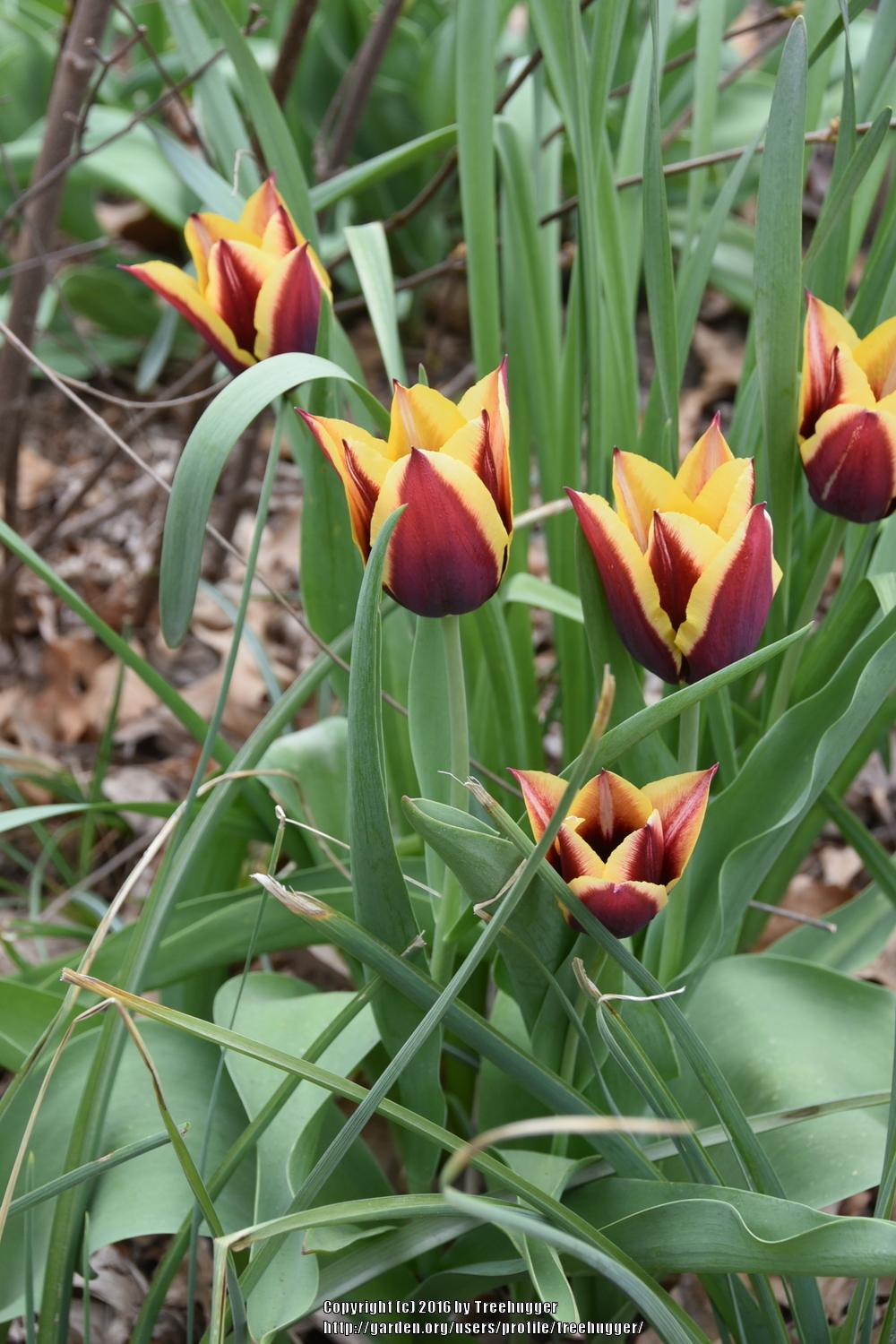 Photo of Triumph Tulip (Tulipa 'Gavota') uploaded by treehugger