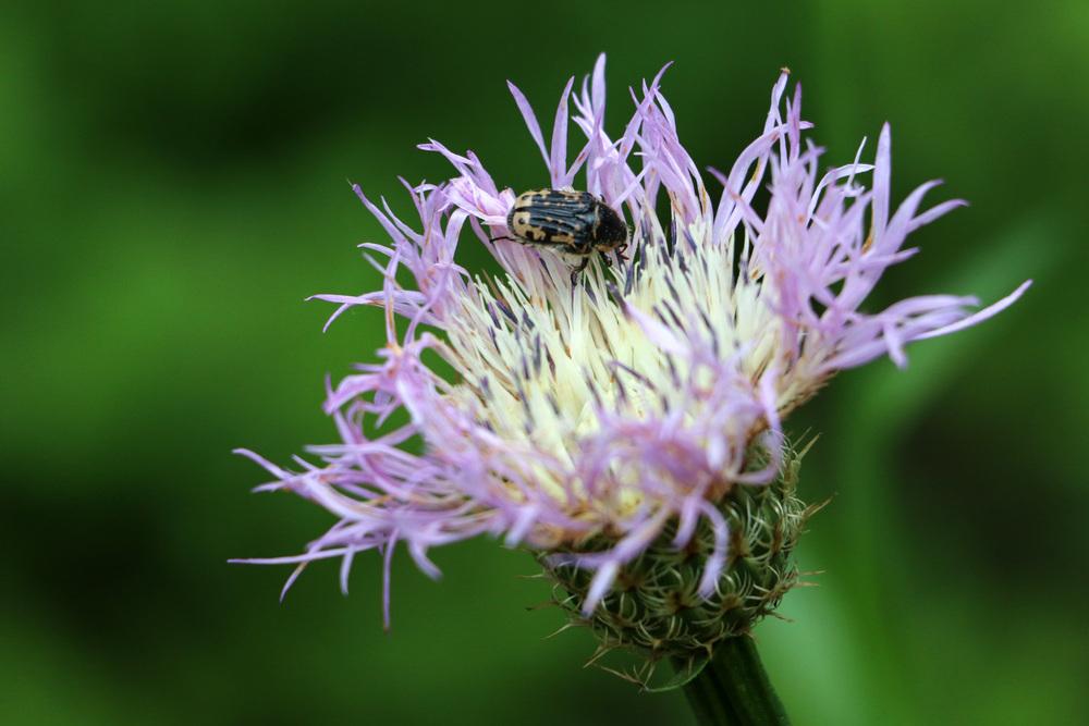 Photo of American Basket-Flower (Plectocephalus americanus) uploaded by GrammaChar