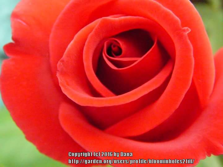 Photo of Rose (Rosa 'Veterans' Honor') uploaded by bloominholes2fill