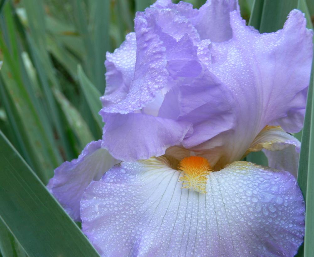 Photo of Tall Bearded Iris (Iris 'Oui Madame') uploaded by janwax