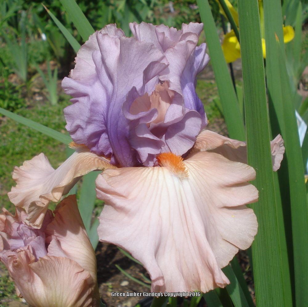 Photo of Tall Bearded Iris (Iris 'La Scala') uploaded by lovemyhouse