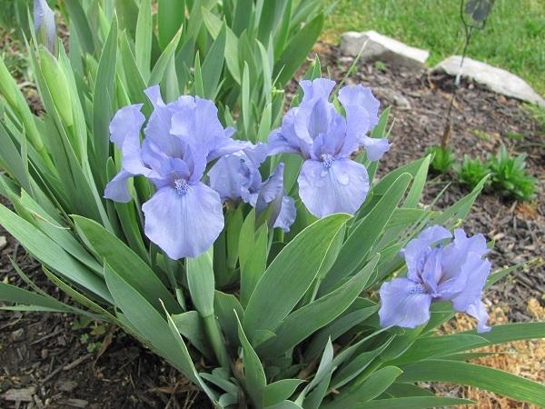 Photo of Standard Dwarf Bearded Iris (Iris 'Stacey's Blue') uploaded by starwoman
