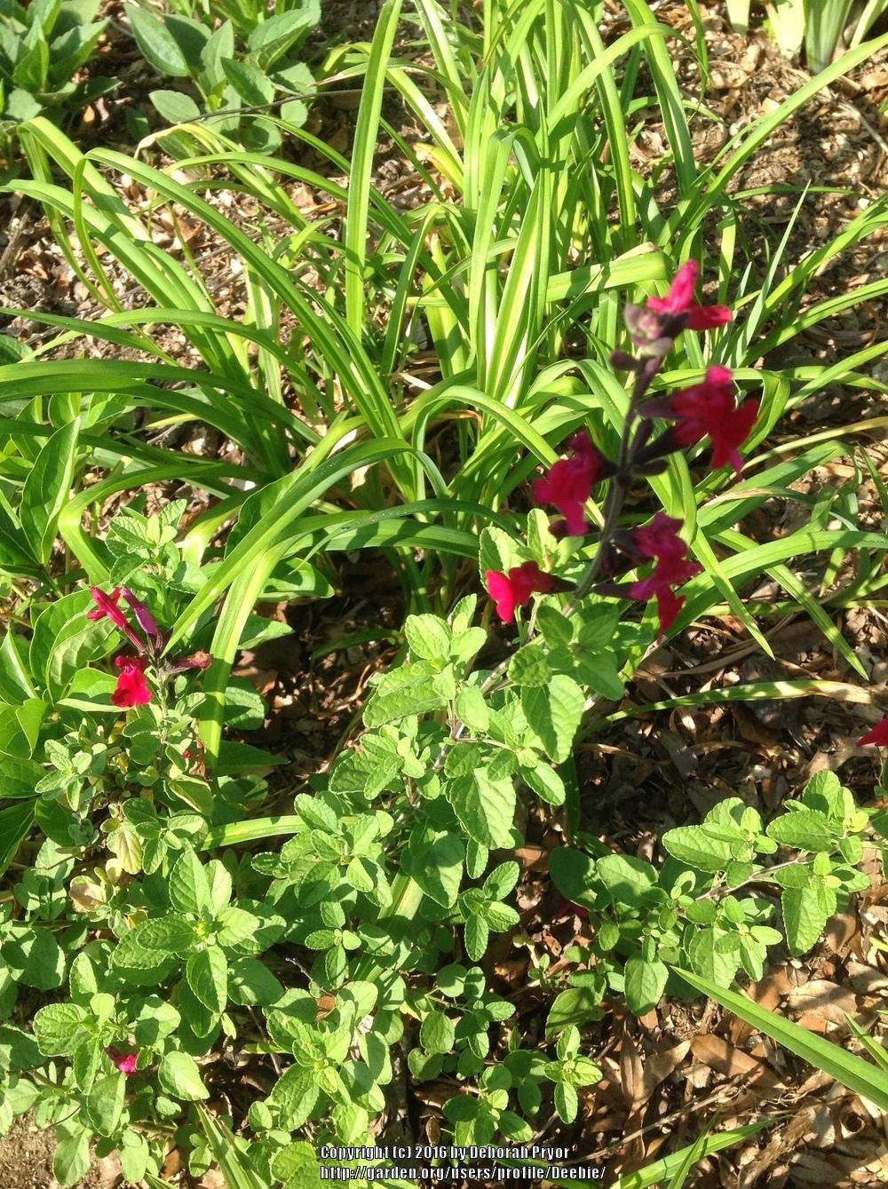 Photo of Autumn Sage (Salvia greggii 'Furman's Red') uploaded by Deebie