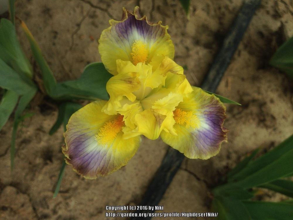 Photo of Standard Dwarf Bearded Iris (Iris 'Bazinga') uploaded by HighdesertNiki