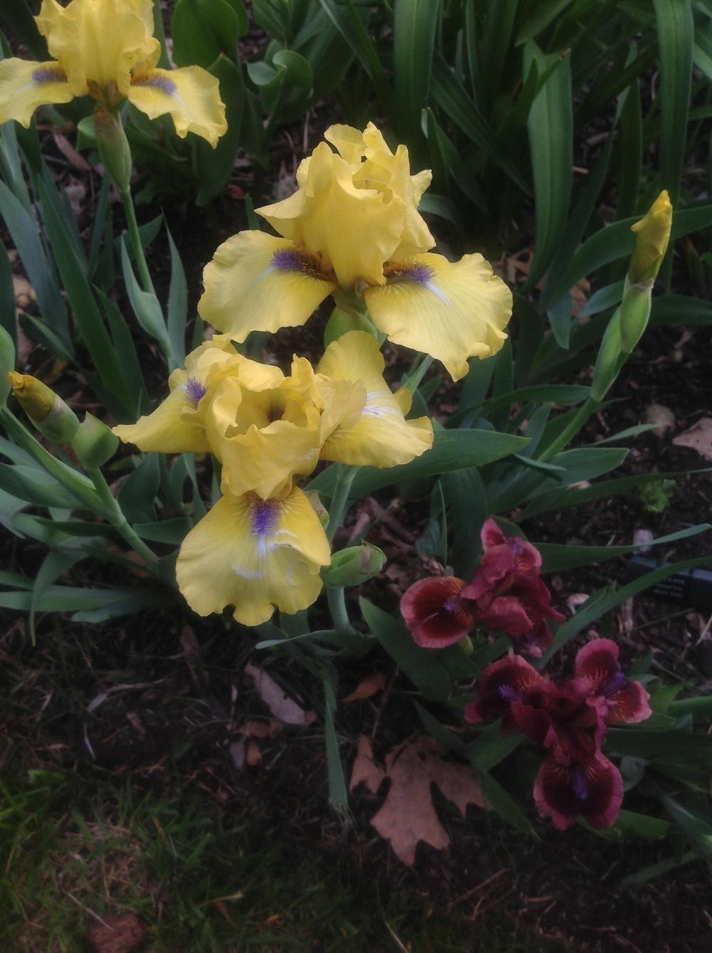 Photo of Intermediate Bearded Iris (Iris 'Blue Eyed Blond') uploaded by Lilydaydreamer