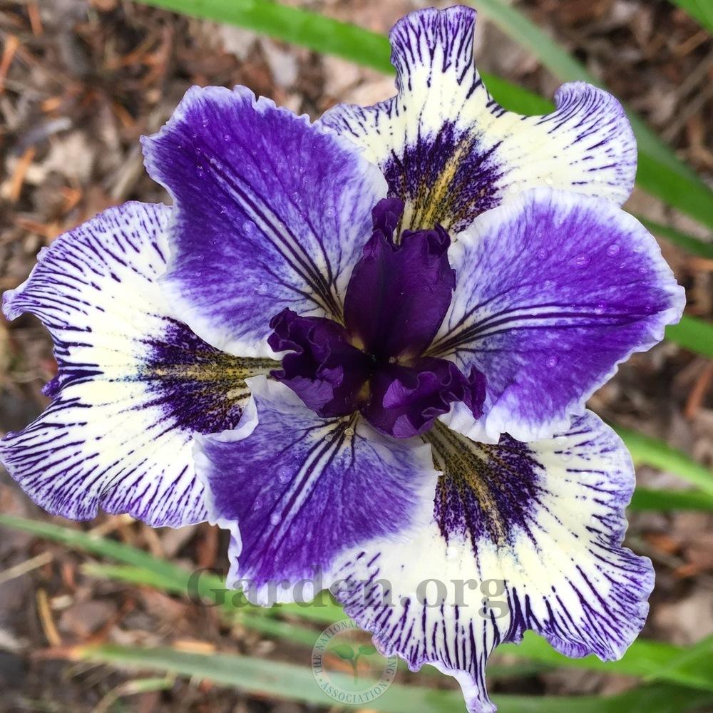 Photo of Pacific Coast Iris (Iris 'Caught in the Wind') uploaded by Patty