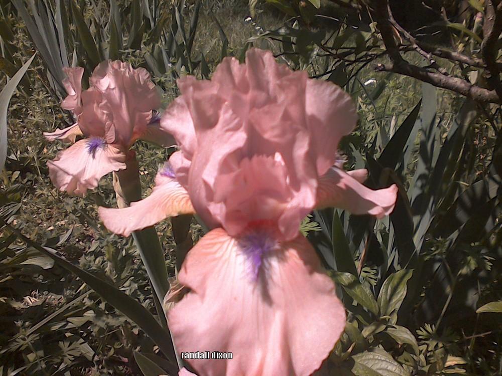 Photo of Intermediate Bearded Iris (Iris 'Concertina') uploaded by arilbred