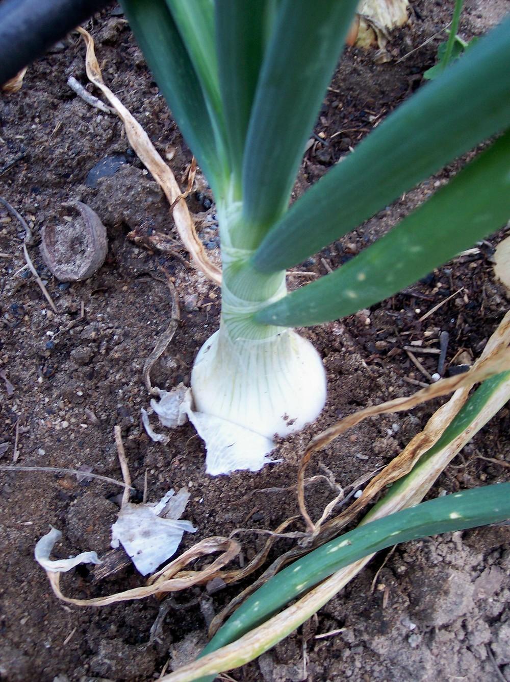 Photo of Onion (Allium cepa 'NuMex Radiance') uploaded by farmerdill