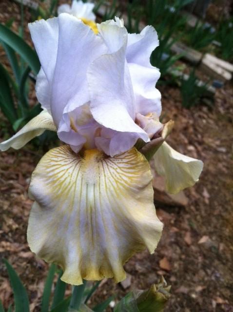 Photo of Tall Bearded Iris (Iris 'Silicon Prairie') uploaded by grannysgarden