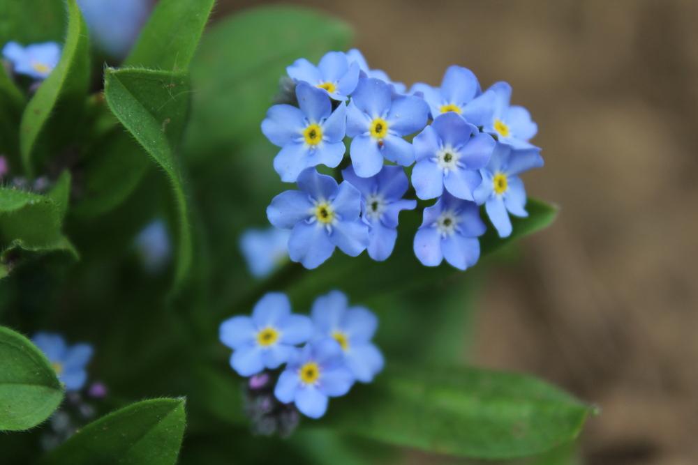 Photo of Water Forget-Me-Not (Myosotis scorpioides) uploaded by kousa