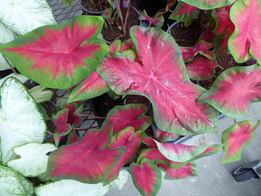 Photo of Fancy-leaf Caladium (Caladium 'Frieda Hemple') uploaded by mellielong