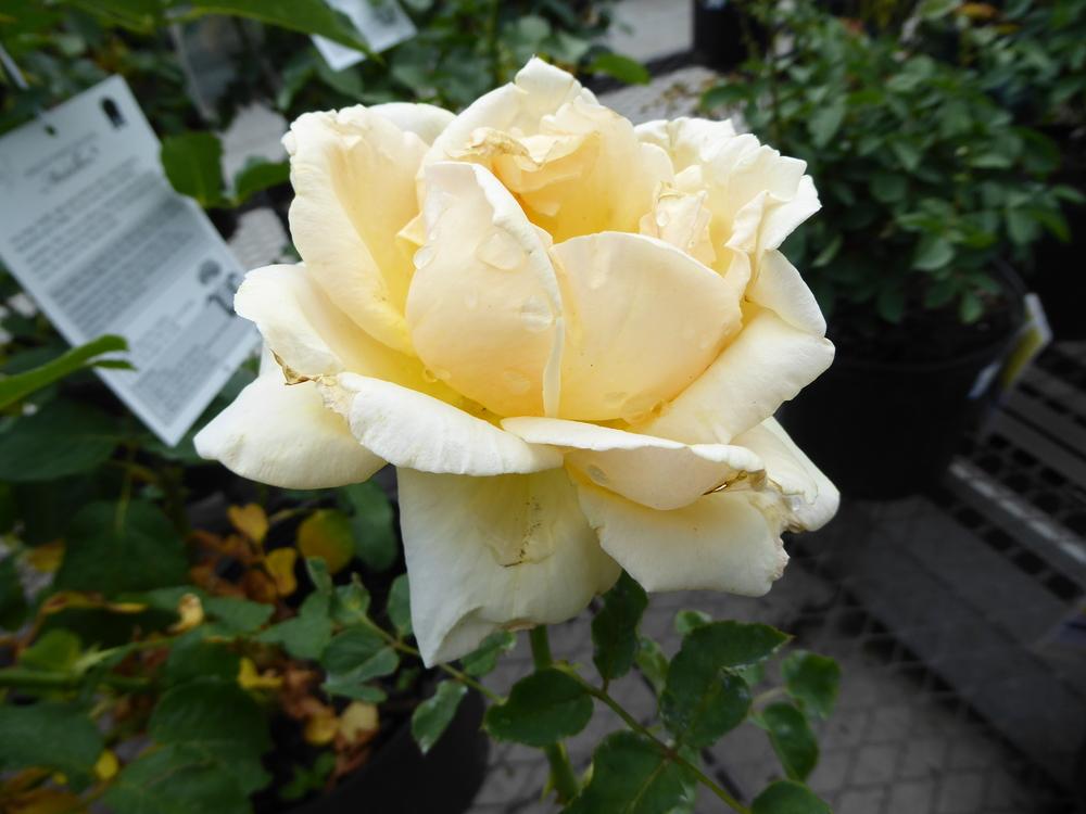Photo of Rose (Rosa 'Medallion') uploaded by mellielong