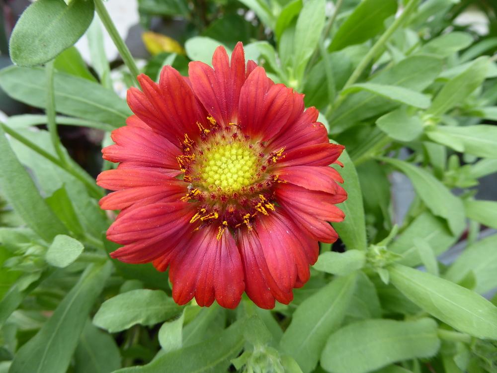 Photo of Blanket Flower (Gaillardia Gallo® Red) uploaded by mellielong