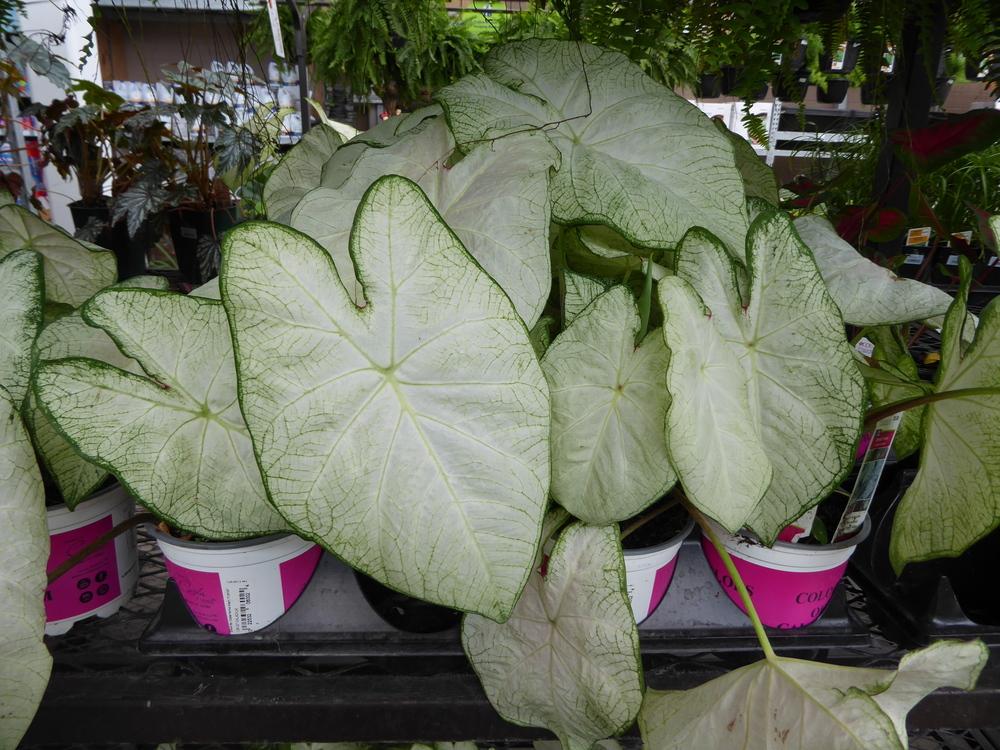 Photo of Fancy-leaf Caladium (Caladium 'Florida Moonlight') uploaded by mellielong