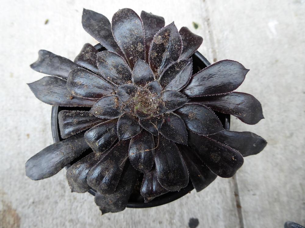 Photo of Black Rose (Aeonium arboreum 'Zwartkop') uploaded by mellielong