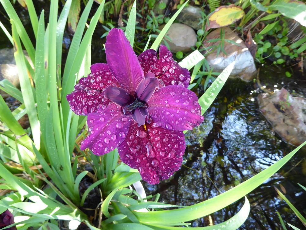 Photo of Louisiana Iris (Iris 'Red Velvet Elvis') uploaded by mellielong