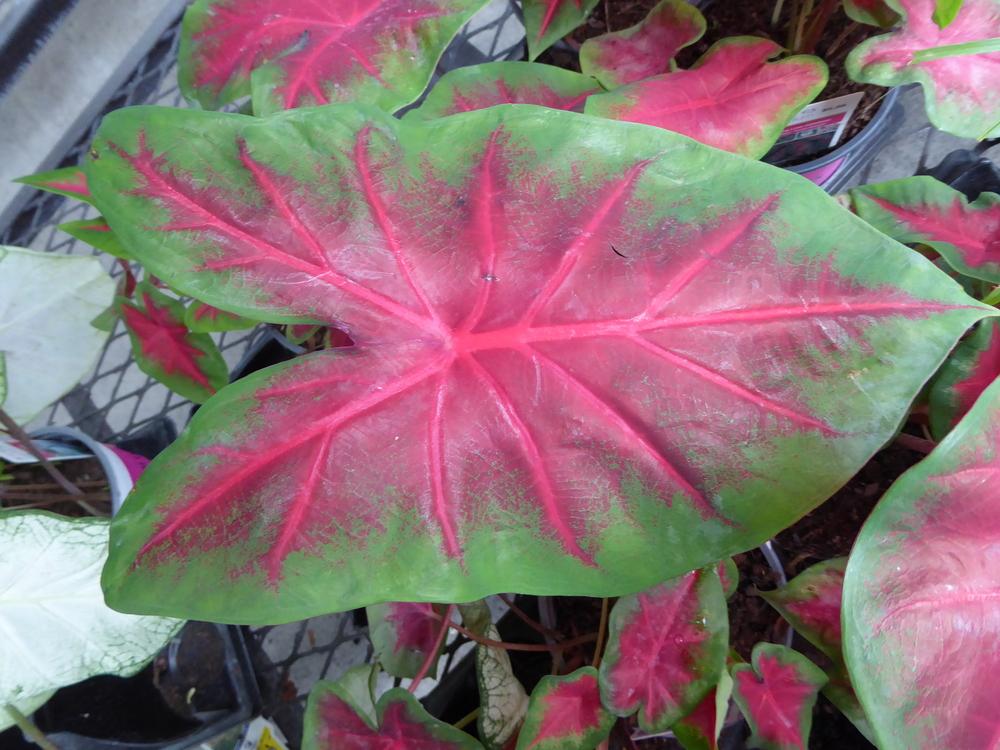 Photo of Fancy-leaf Caladium (Caladium 'Frieda Hemple') uploaded by mellielong