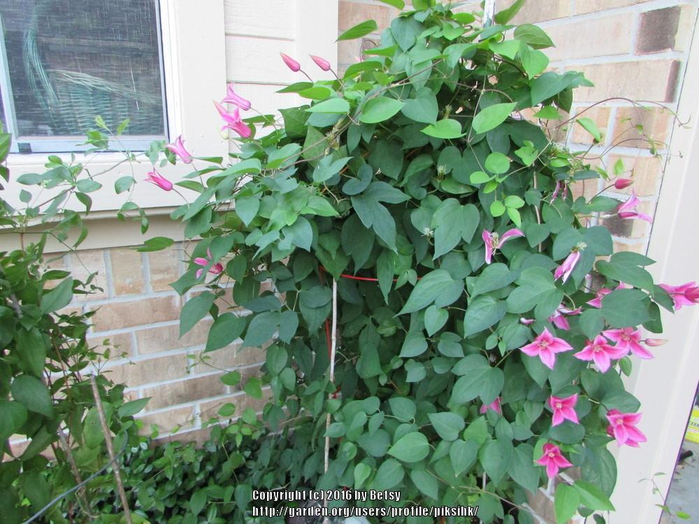 Photo of Clematis (Clematis texensis 'Princess Diana') uploaded by piksihk