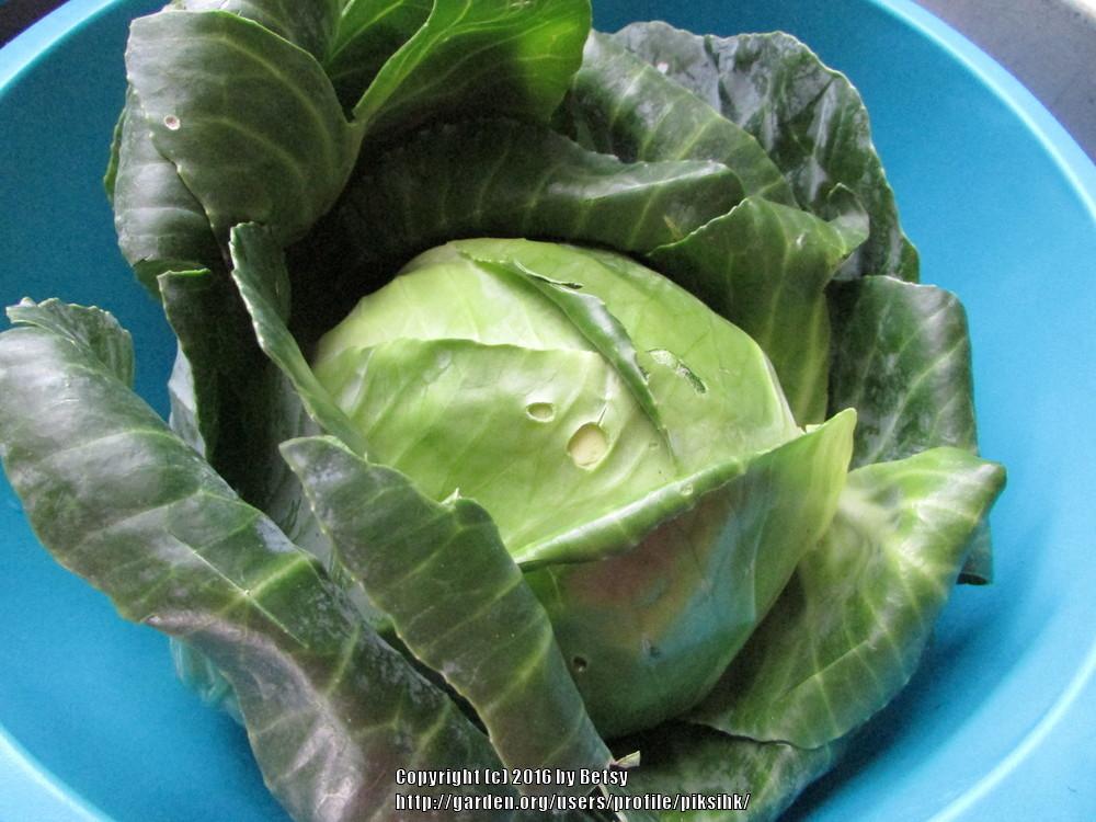 Photo of Cabbage (Brassica oleracea var. capitata 'Early Jersey Wakefield') uploaded by piksihk