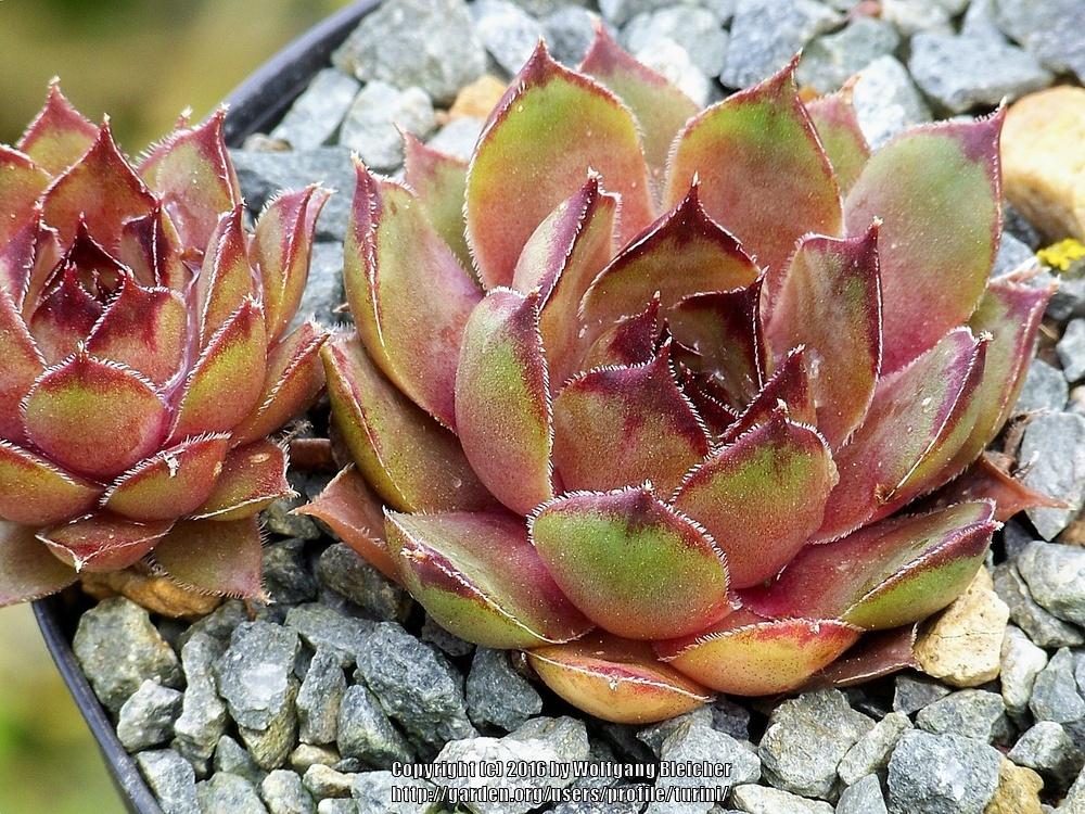 Photo of Hen and Chicks (Sempervivum 'Hugo') uploaded by turini