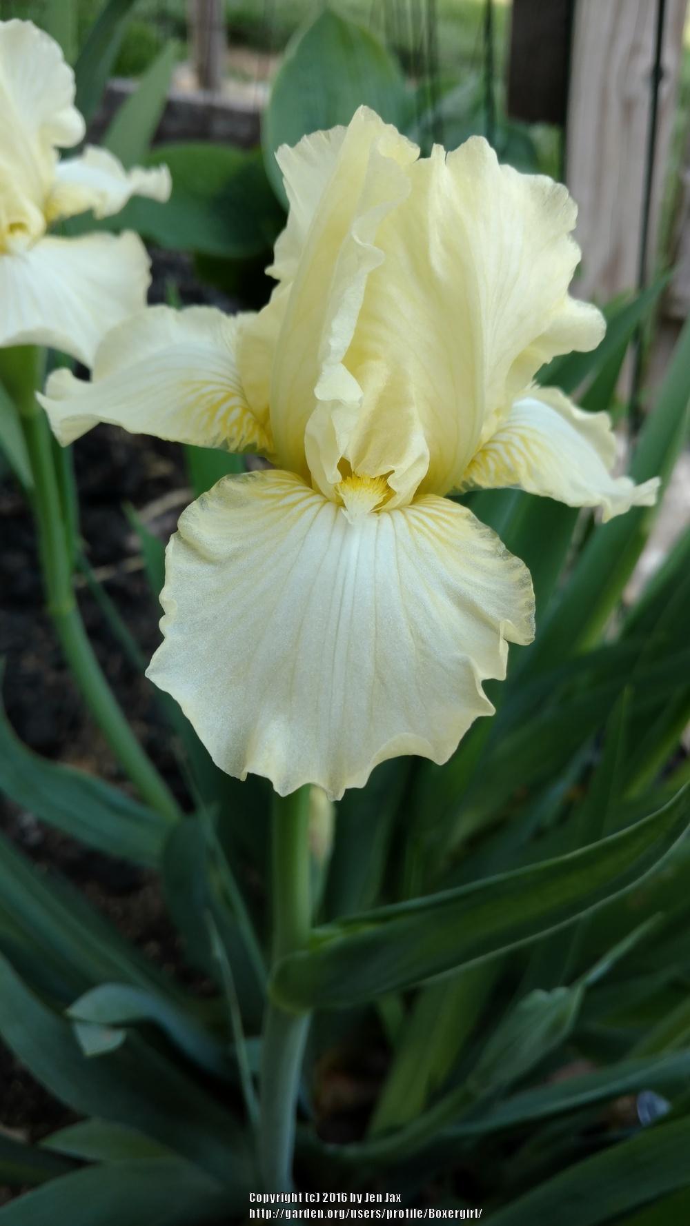 Photo of Intermediate Bearded Iris (Iris 'Maui Moonlight') uploaded by Boxergirl