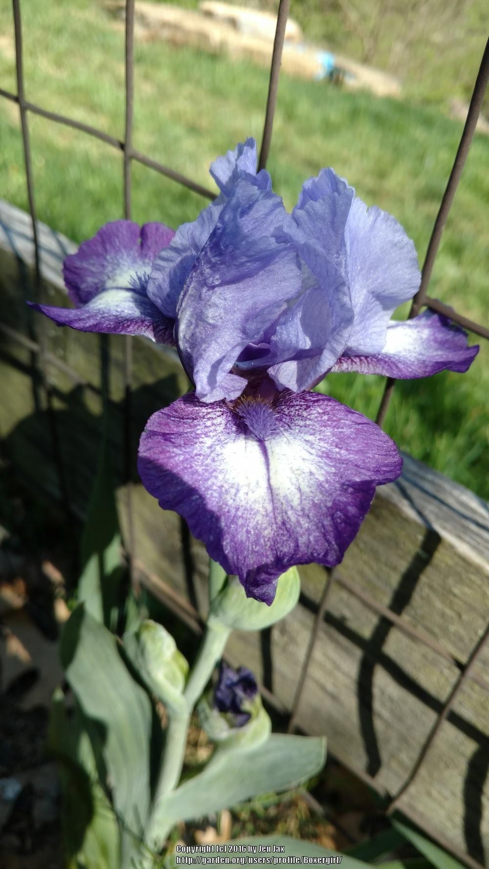 Photo of Intermediate Bearded Iris (Iris 'Infinity Ring') uploaded by Boxergirl