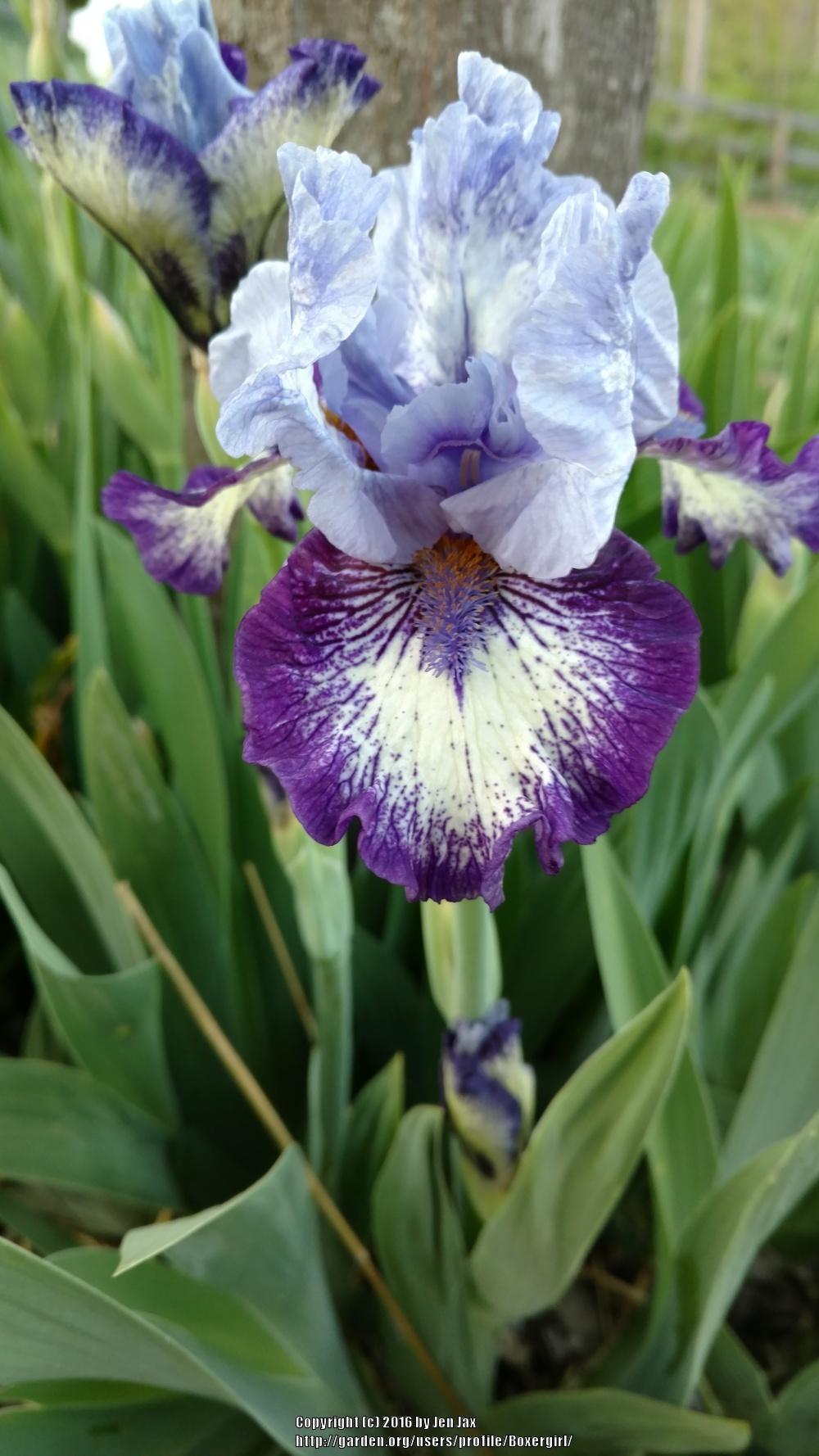 Photo of Intermediate Bearded Iris (Iris 'Sailor') uploaded by Boxergirl