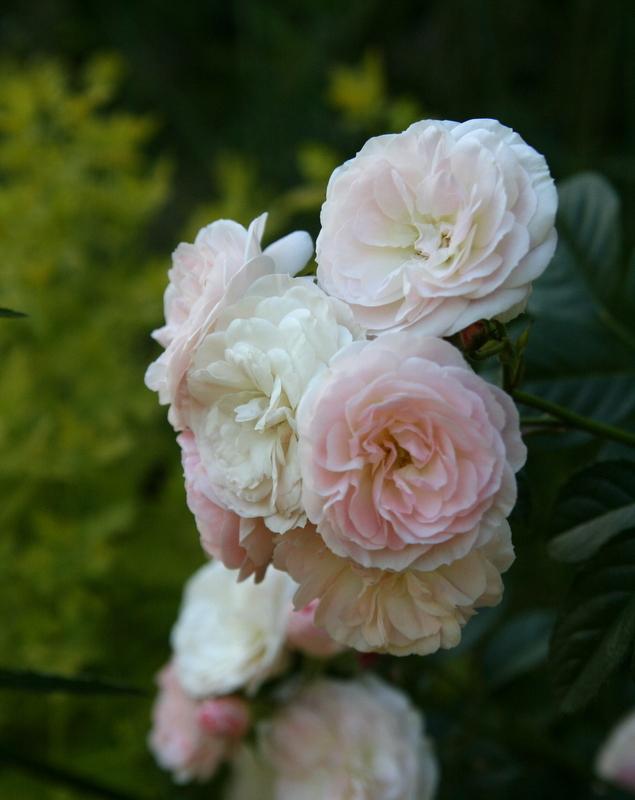 Photo of Rose (Rosa 'Bouquet Parfait') uploaded by Calif_Sue
