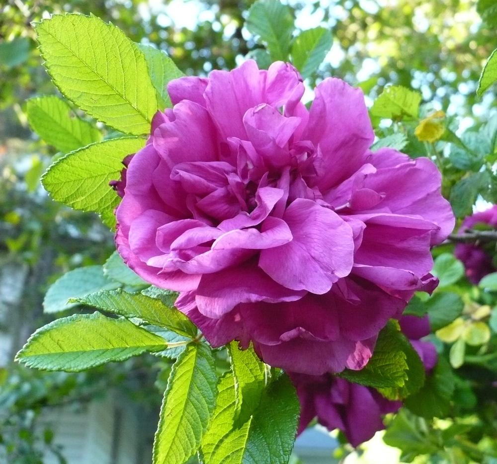 Photo of Rose (Rosa 'Roseraie de l'Hay') uploaded by HemNorth