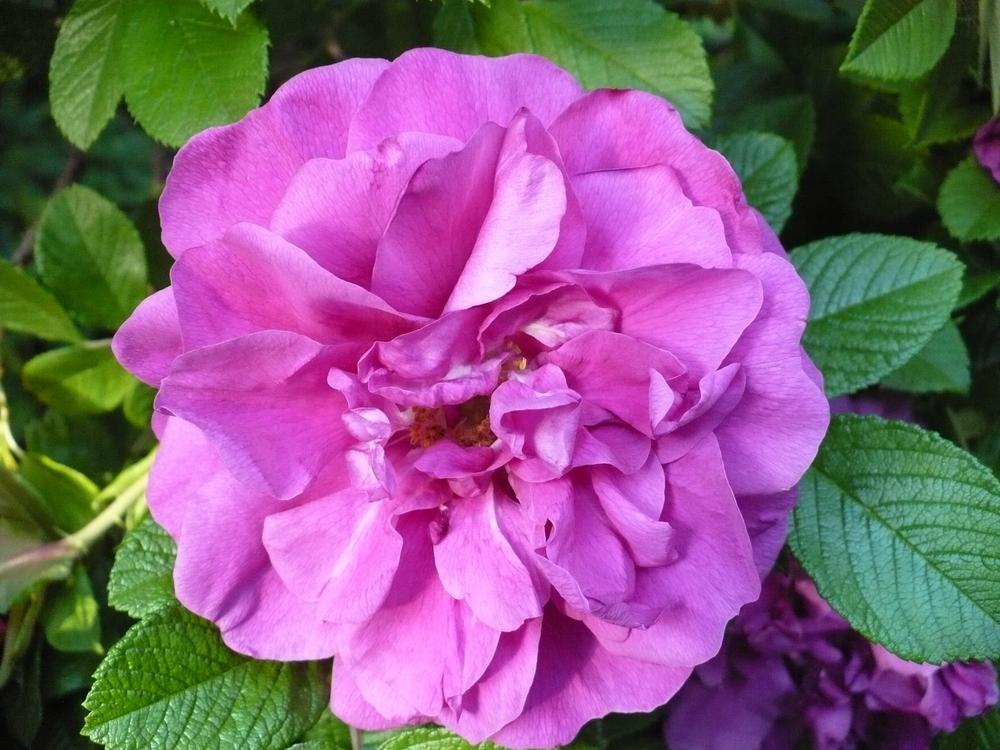 Photo of Rose (Rosa 'Roseraie de l'Hay') uploaded by HemNorth