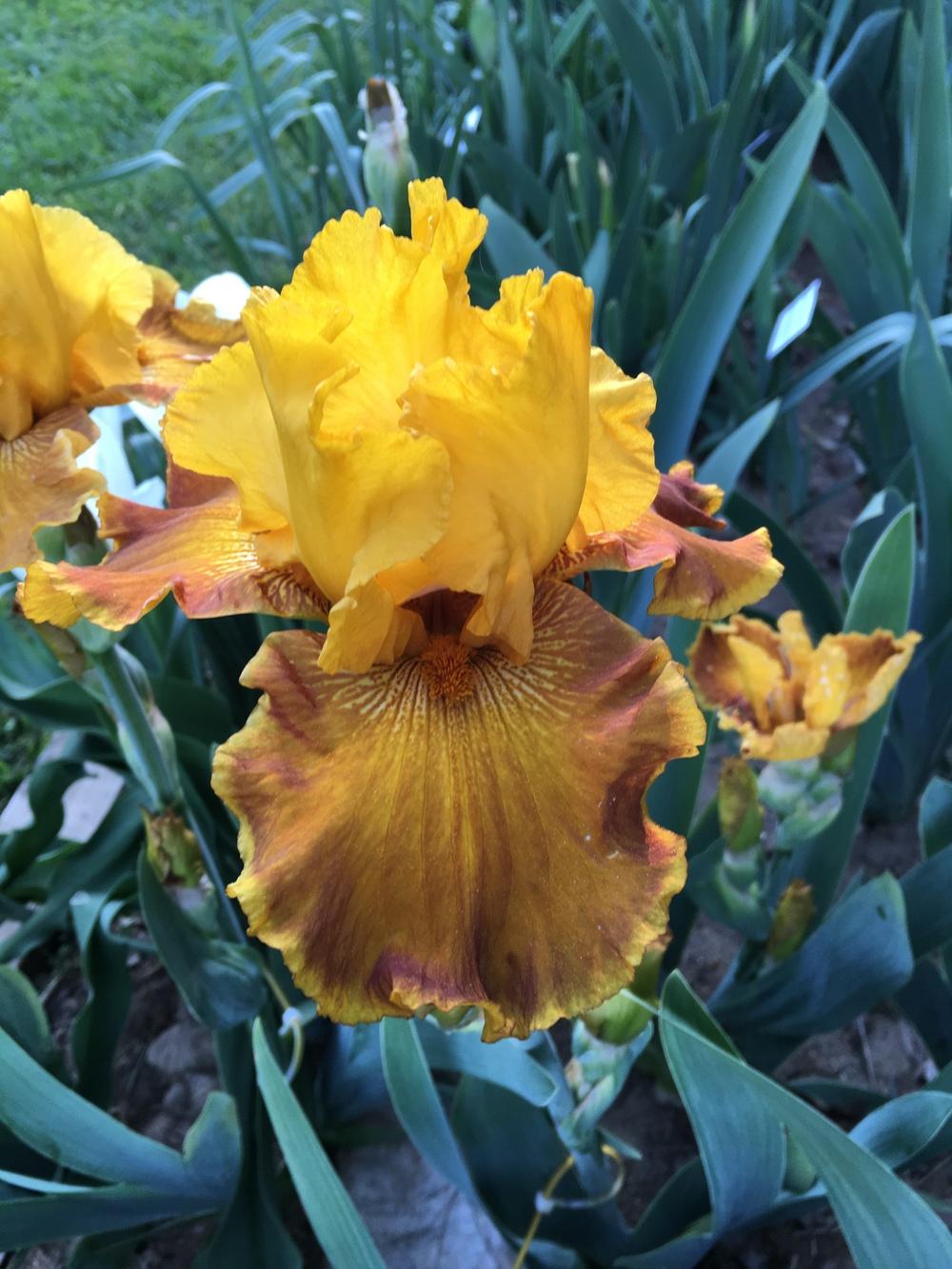 Photo of Tall Bearded Iris (Iris 'Encore Lady') uploaded by Misawa77