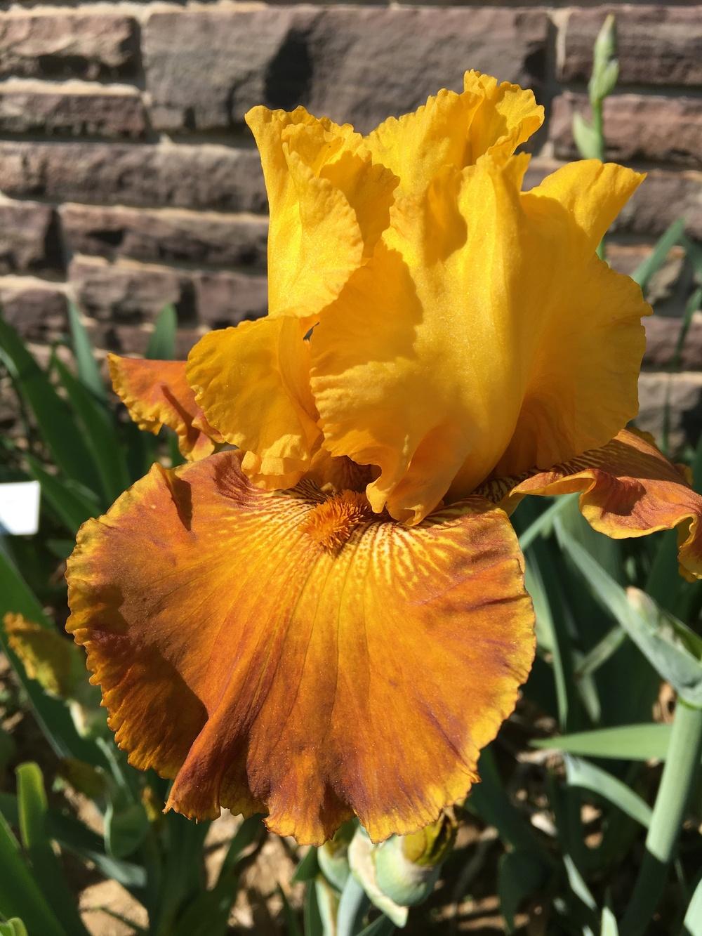 Photo of Tall Bearded Iris (Iris 'Encore Lady') uploaded by Misawa77