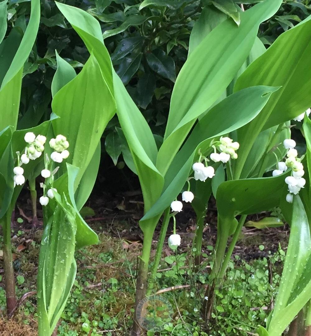 Photo of Lily Of The Valley (Convallaria majalis) uploaded by Patty