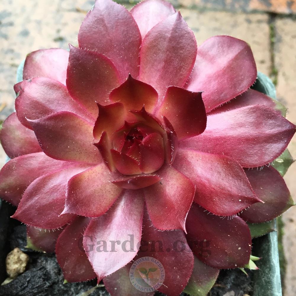 Photo of Hen and Chicks (Sempervivum 'Patrician') uploaded by Patty
