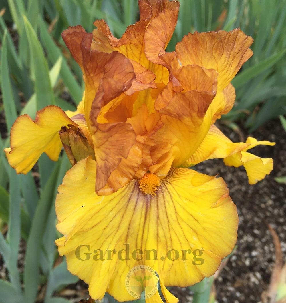 Photo of Tall Bearded Iris (Iris 'Spice Trader') uploaded by Patty