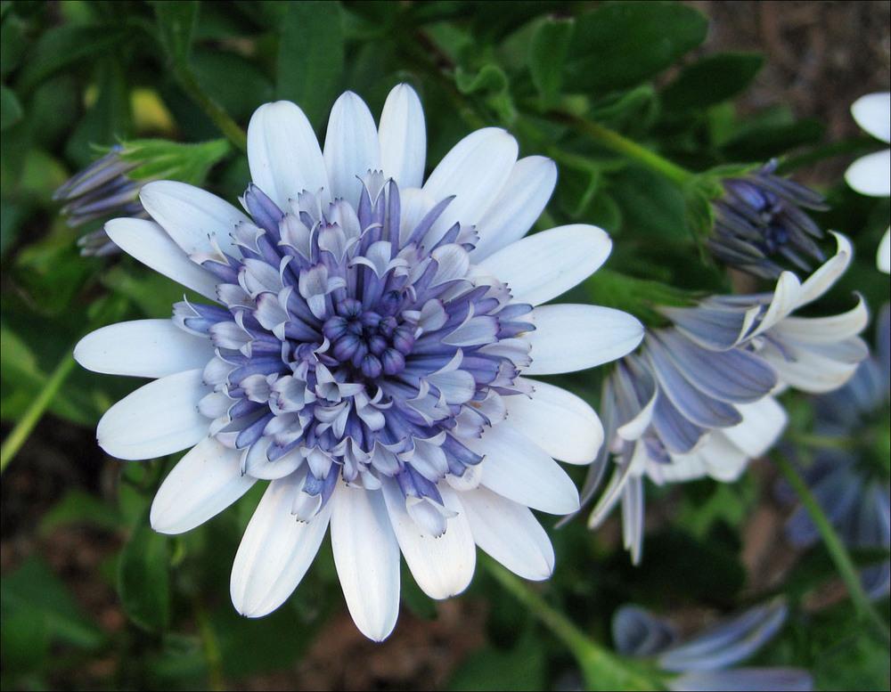 Photo of African Daisy (Osteospermum ecklonis 4D™ Silver) uploaded by Polymerous