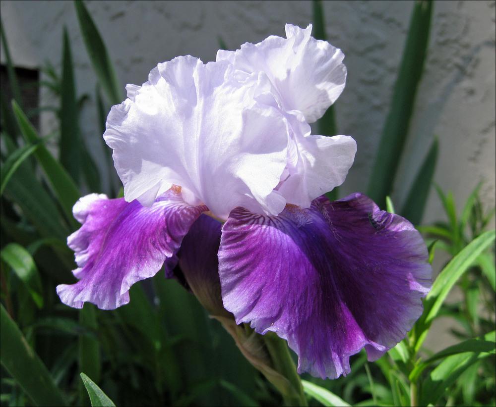 Photo of Tall Bearded Iris (Iris 'Sweet Reflection') uploaded by Polymerous
