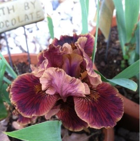 Photo of Standard Dwarf Bearded Iris (Iris 'Death by Chocolate') uploaded by grannysgarden