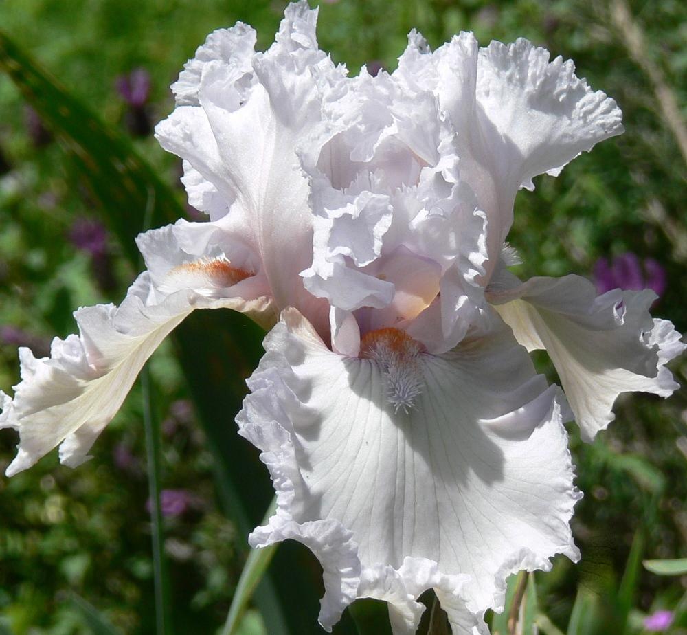 Photo of Tall Bearded Iris (Iris 'Strawberry Frosting') uploaded by janwax