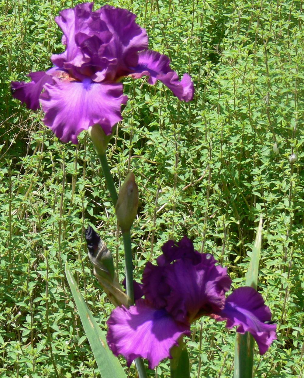 Photo of Tall Bearded Iris (Iris 'Berry Fulfilling') uploaded by janwax