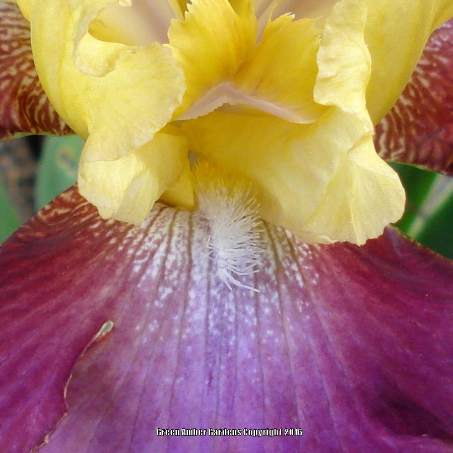 Photo of Tall Bearded Iris (Iris 'Darcy's Choice') uploaded by lovemyhouse