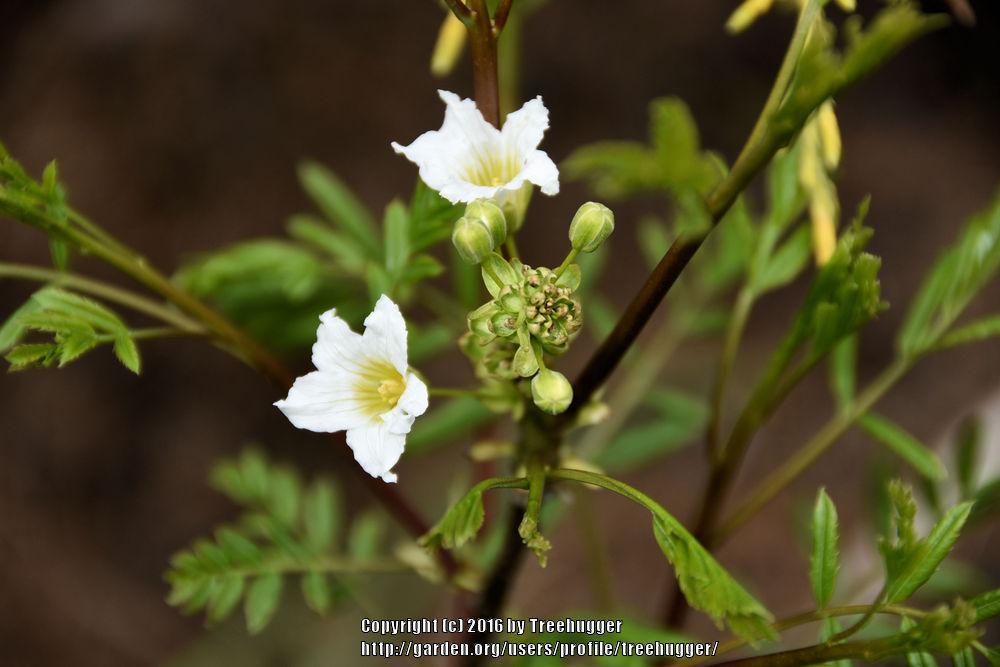 Photo of Shiny-Leaf Yellowhorn (Xanthoceras sorbifolium) uploaded by treehugger