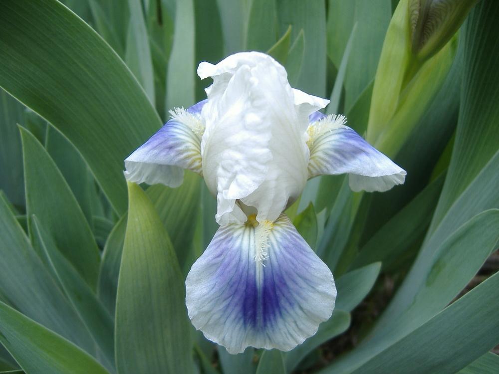 Photo of Standard Dwarf Bearded Iris (Iris 'Boo') uploaded by tveguy3